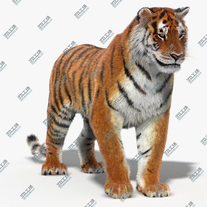 images/goods_img/20210319/Tiger (Rigged, Fur)/4.jpg